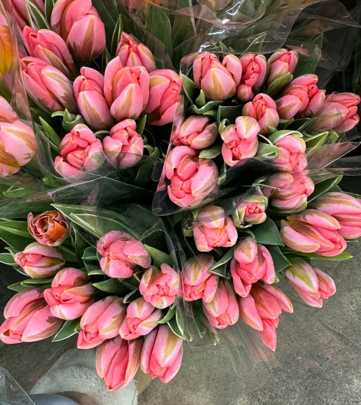 100 Tulips